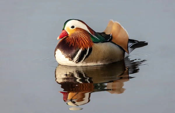 Mandarin Duck Den Vackraste Ankan Världen Royaltyfria Stockbilder