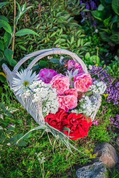 Lindas flores coloridas — Fotografia de Stock