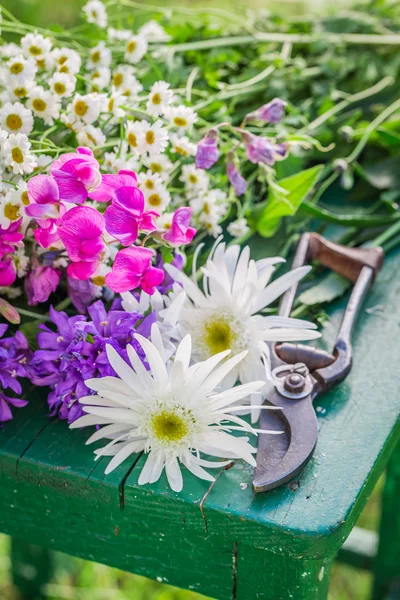 Maravillosas flores de colores en el jardín de verano — Foto de Stock