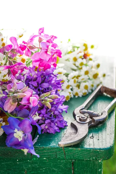 Hermosos varios tipos de flores en el jardín de verano — Foto de Stock