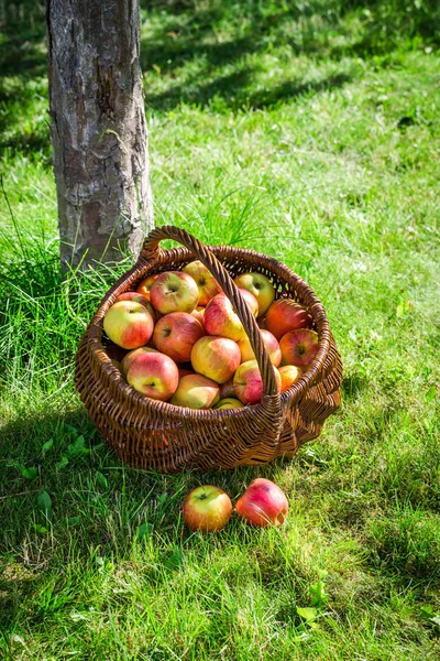 Свежие яблоки в саду — стоковое фото