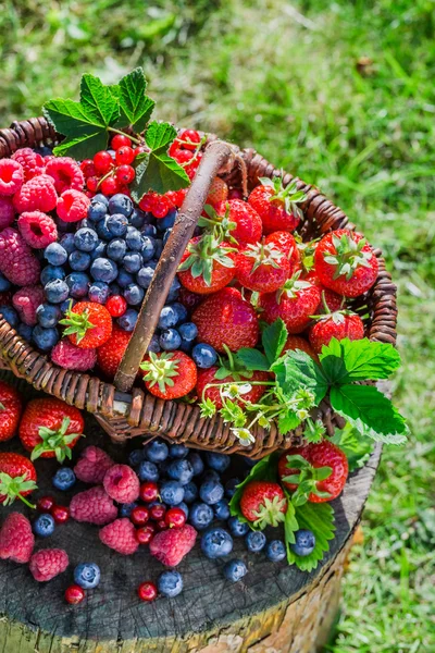 Плоды ягод в корзине в саду — стоковое фото