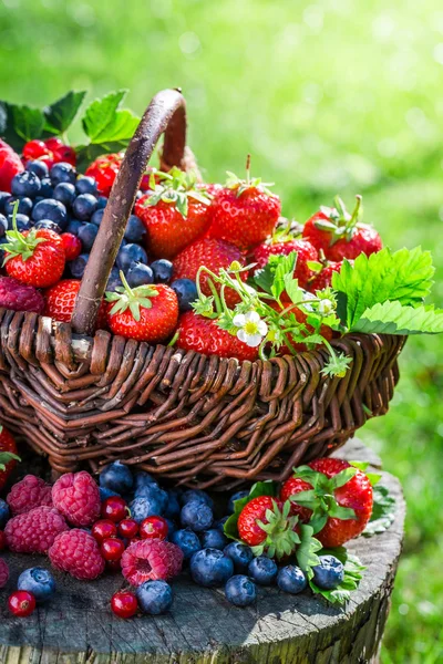 Frutas frescas de bayas en un día soleado —  Fotos de Stock