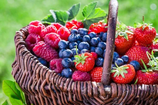 Frutas de bayas saludables en un día soleado —  Fotos de Stock