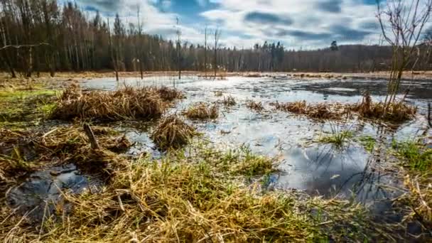 Pantanos inundados de agua después del invierno, timelapse 4k — Vídeos de Stock