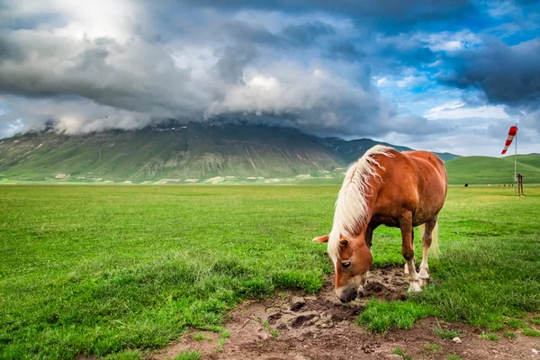 Hermosos caballos en el valle, Castelluccio, Umbría, Italia —  Fotos de Stock