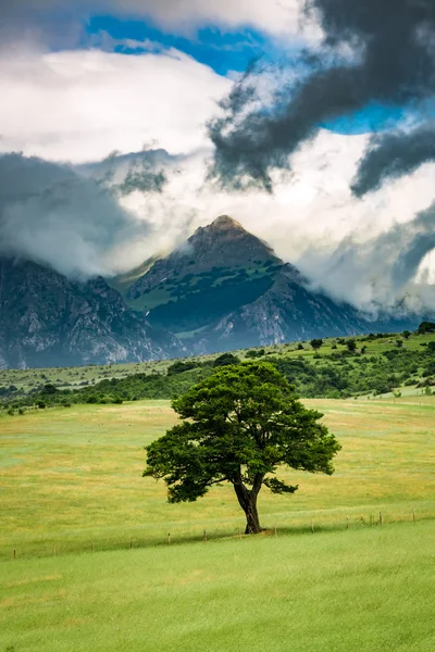 Uma árvore no fundo das montanhas na Úmbria, Itália — Fotografia de Stock