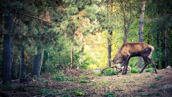 Veado com chifres grandes na floresta, Polônia — Fotografia de Stock