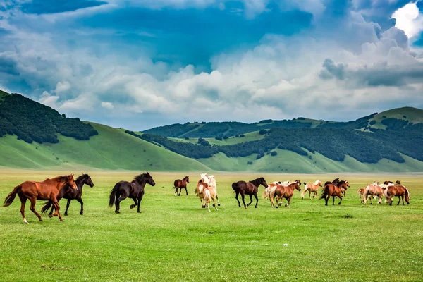 Divocí koně v Castelluccio údolí, Umbrie, Itálie — Stock fotografie