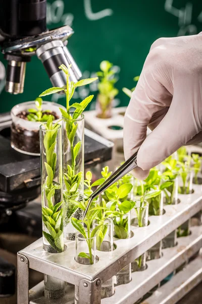 Teste de laboratório universitário de pesticidas em plantas — Fotografia de Stock