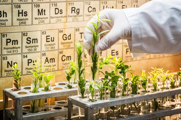 Laboratório farmacêutico explorando novos métodos de cura de plantas — Fotografia de Stock