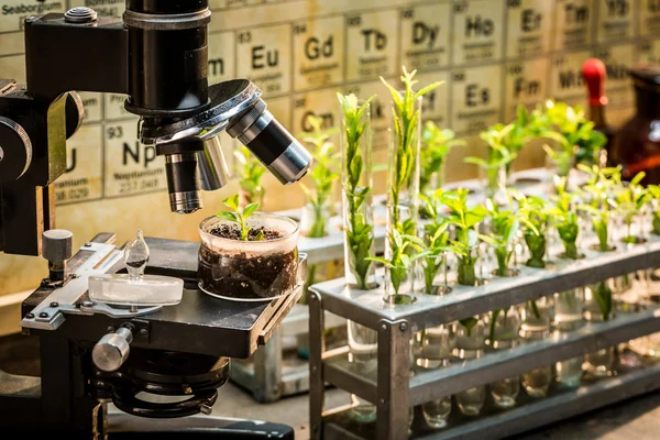 Laboratório químico com microscópio e plantas — Fotografia de Stock