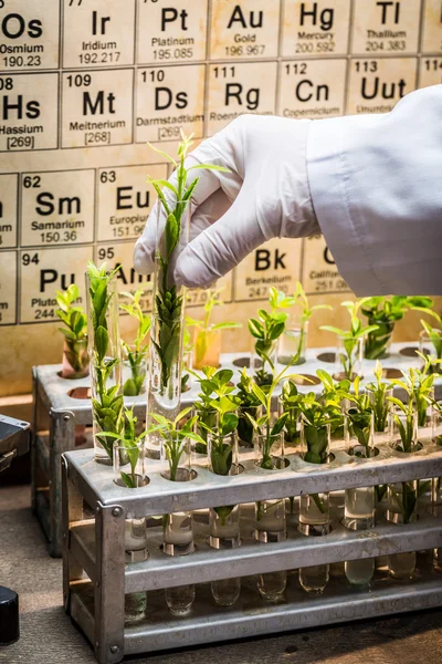 Laboratório farmacêutico durante o teste os pesticidas — Fotografia de Stock