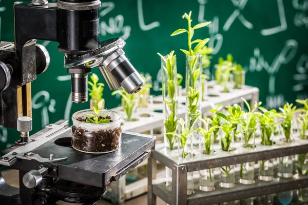 Academic laboratory testing of pesticides on plants