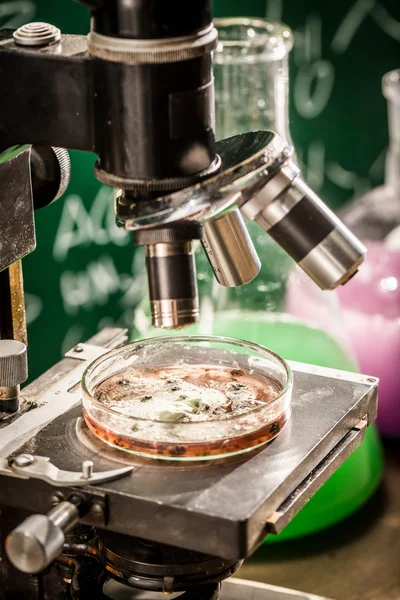 Verificando o crescimento de moldes em laboratório — Fotografia de Stock