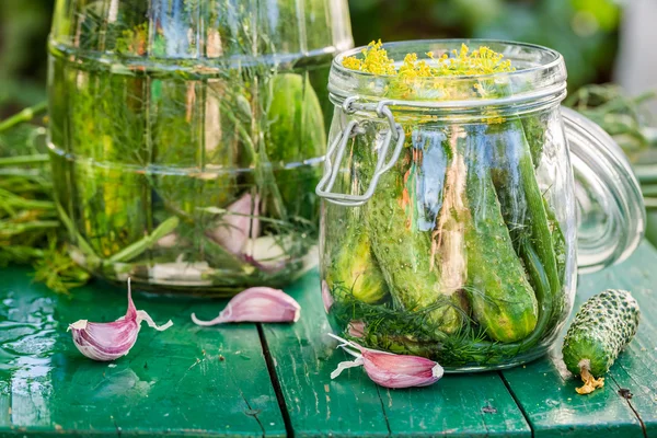Nahaufnahme von frisch eingelegten Gurken im Garten — Stockfoto