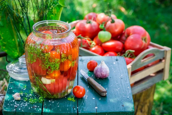 Pickled tomatoes in the garden — Stock Photo, Image