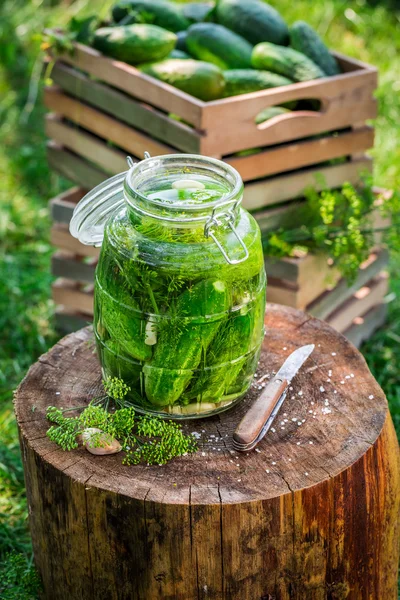 Pickling fresh cucumbers after harvest — Stock Photo, Image