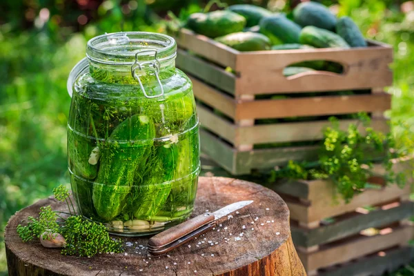 Fresh pickling cucumbers after harvest — Stock Photo, Image