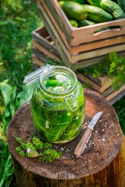 Conservación de pepinos recién conservados en escabeche después de la cosecha — Foto de Stock