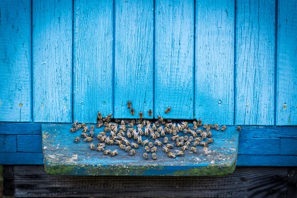 Closeup of blue beehives with bees — Stock Photo, Image