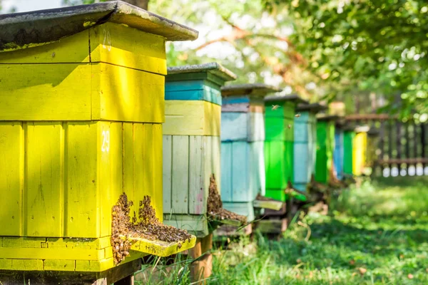 Bikupor av trä med bin i sommar — Stockfoto