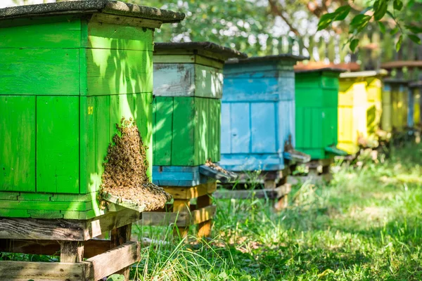Κυψέλες με μέλισσες στην ύπαιθρο — Φωτογραφία Αρχείου