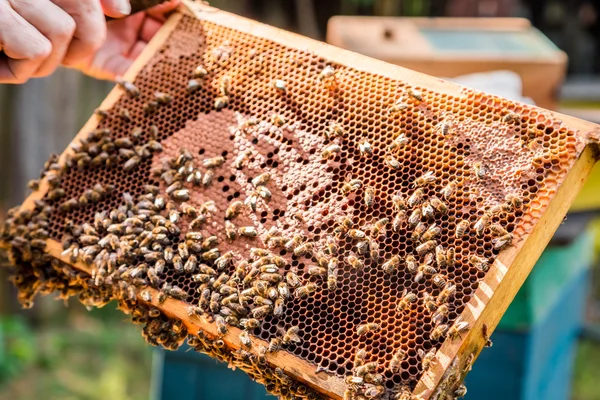 Крупный план рамки с медом и пчелами — стоковое фото