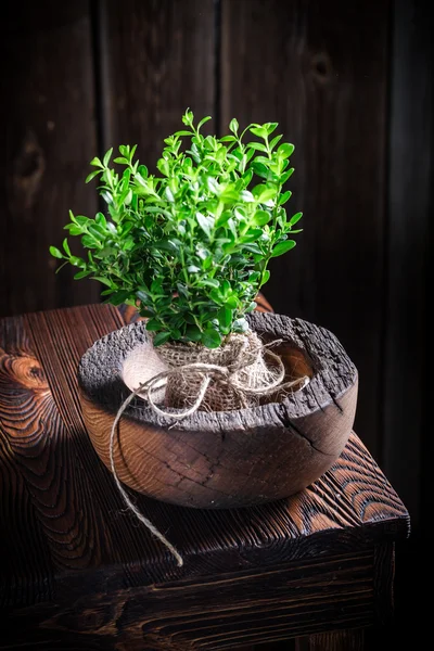 Small seedling of tree as a symbol of new life — Stock Photo, Image