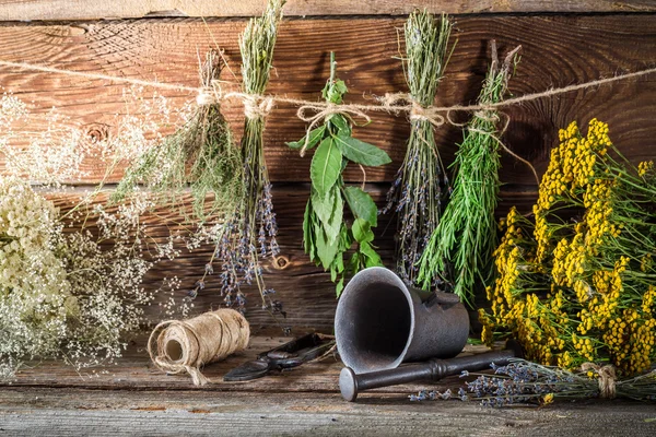 Drying herbs for tincture as alternative medicine — Stock Photo, Image