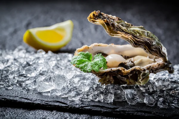Freshly caught oysters on crushed ice — Stock Photo, Image