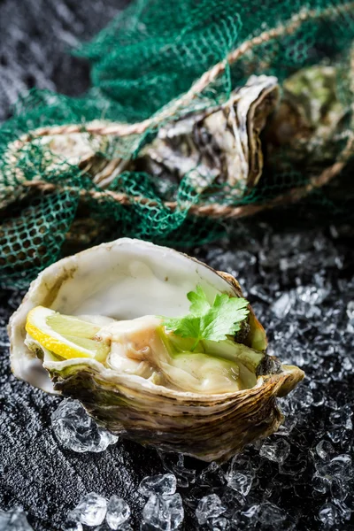 Tasty oyster in shell on crushed ice with lemon Royalty Free Stock Images