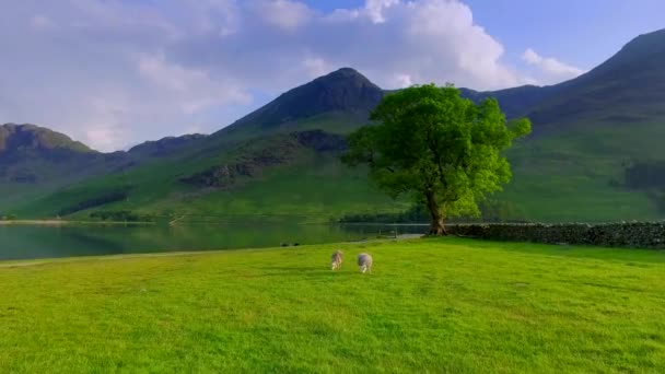 イギリス、湖水地方の湖の近くの牧草地に沈む夕日 — ストック動画