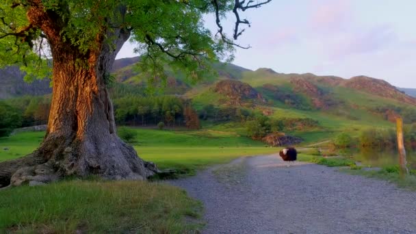 Deux moutons curieux sur le pâturage au coucher du soleil dans le Lake District, Angleterre — Video