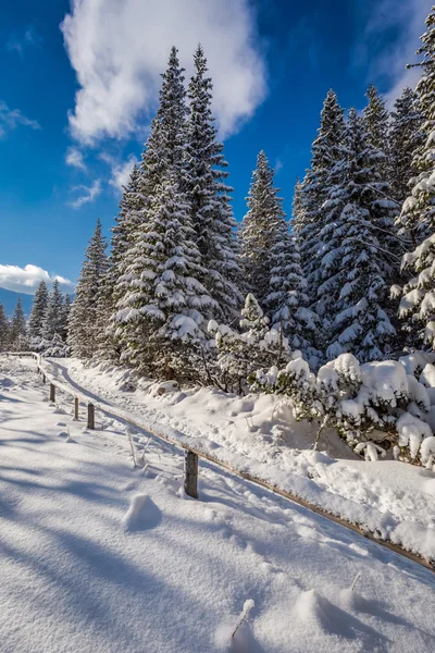 Kış dağ yolu ormanda, Polonya — Stok fotoğraf