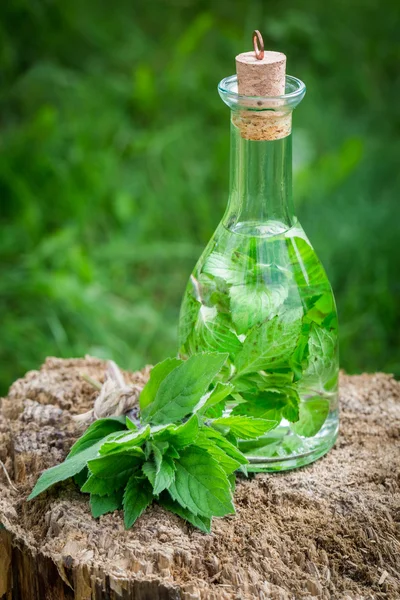 Helathy and homemade liqueur with mint and alcohol — Stock Photo, Image