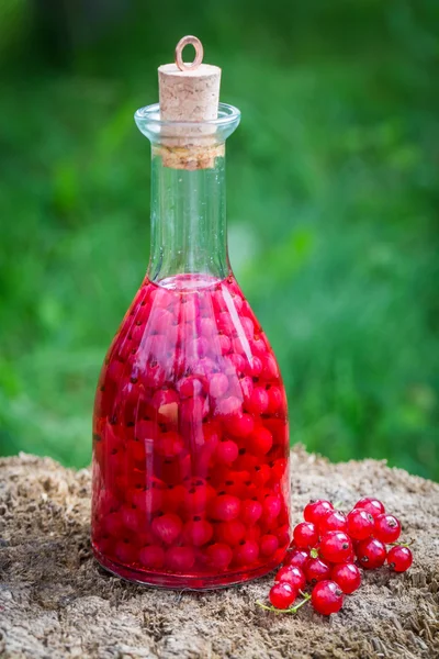 Hausgemachter Likör aus roten Johannisbeeren und Alkohol — Stockfoto