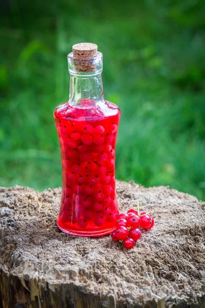 Süßer Likör aus roten Johannisbeeren und Alkohol — Stockfoto