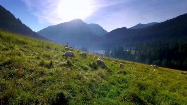 Gregge di pecore al pascolo sui Monti Tatra all'alba — Video Stock