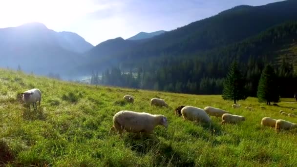 Nyáj birka legelészik a Tátra napkeltekor — Stock videók