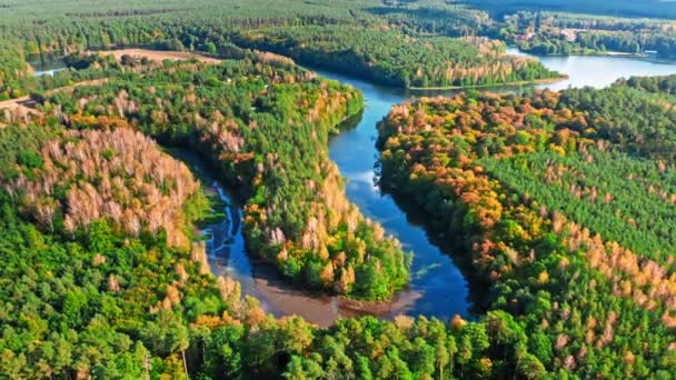 Impressionante rio sinuoso e floresta de outono ao pôr do sol, vista aérea — Vídeo de Stock