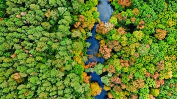 Pohled shora na barevný podzimní les a klikatou řeku, Polsko — Stock video