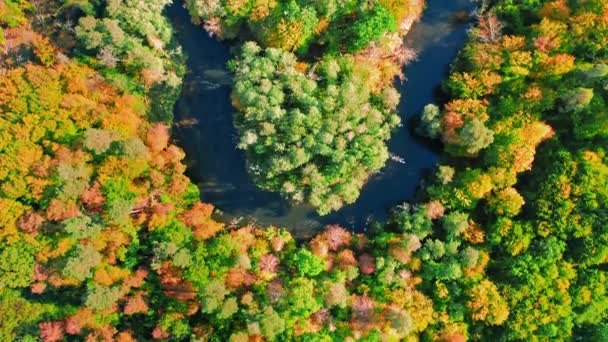Kolorowy jesienny las i rzeka, widok z lotu ptaka, Polska — Wideo stockowe