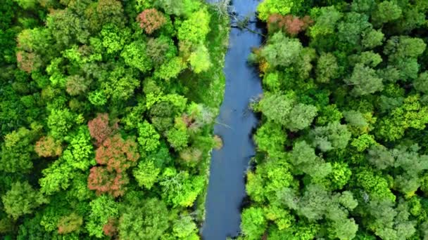 Widok z góry na jesienny las i rzekę, Polska — Wideo stockowe