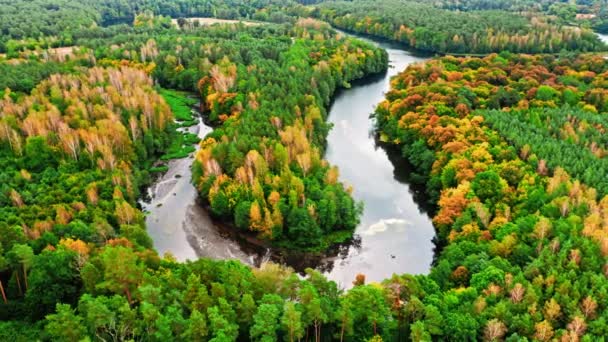 Kleurrijk herfstbos en draaiende rivier, vanuit de lucht uitzicht op Polen — Stockvideo