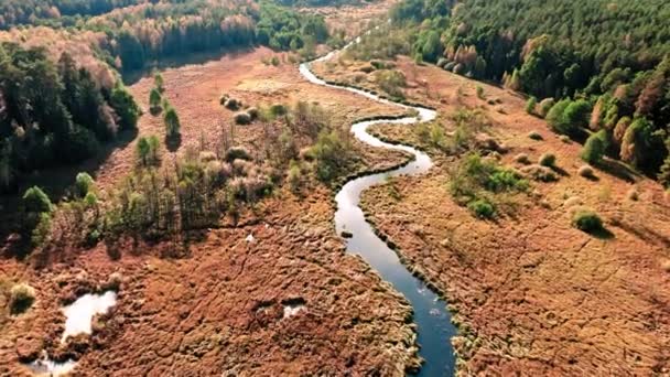 Vindlande flod och bruna träsk i Polen, flygsikt — Stockvideo