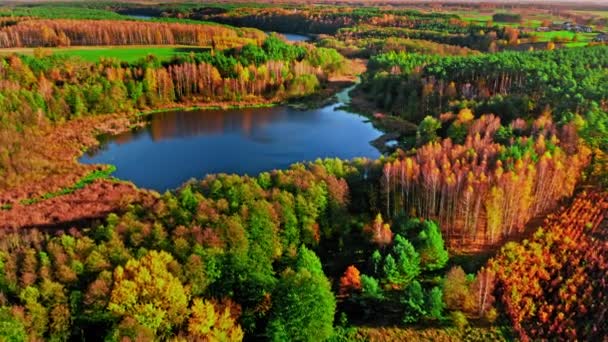 Oszałamiający widok z lotu ptaka na jesienny las i jezioro, Polska — Wideo stockowe