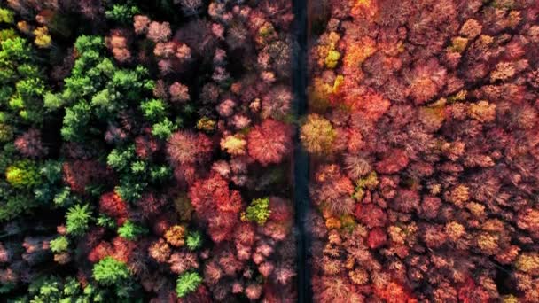 Impressionante vista de cima para baixo da floresta vermelha de outono, Polônia — Vídeo de Stock