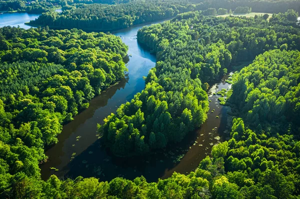 Gün Doğumunda Nehri Ormanları Sersemleten Hava Manzarası Polonya — Stok fotoğraf