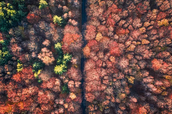 Amazing Aerial View Road Red Autumn Forest Poland Europe — Stock Photo, Image